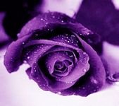 pic for purple rose 1440x1280